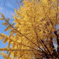 「上野恩賜公園」11月底～12月初，賞紅葉好去處