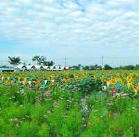 ทุ่งทานตะวันระแหง