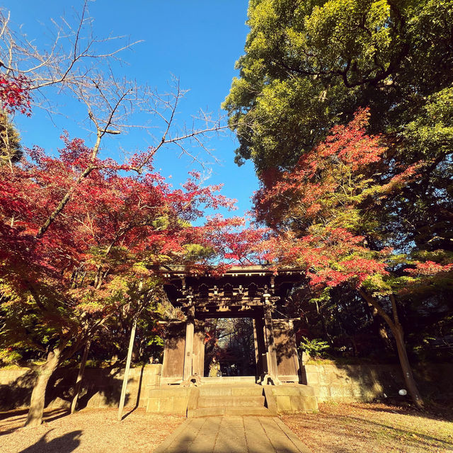 ฤดูกาลใบไม้เปลี่ยนสี🍁