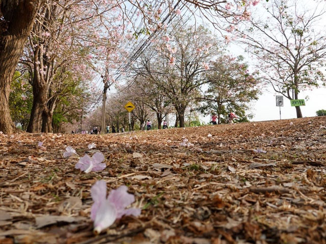 ชมพูพันธุ์ทิพย์ ม.เกษตรศาสตร์ กำแพงแสน