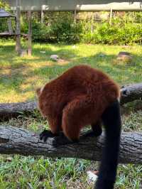 富國島最新親子景點之一😬珍珠島野生動物園❤️近距離接觸小動物