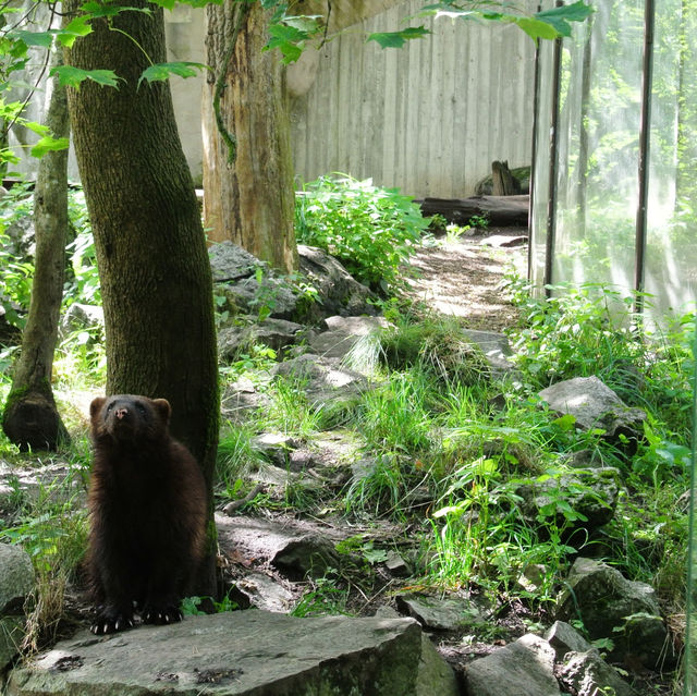 Open-air musuem And zoo (Skansen)