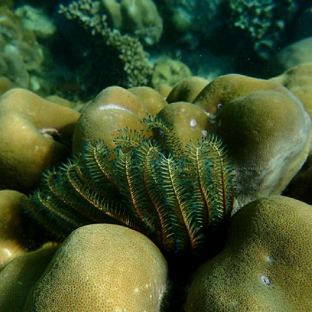 Iboih, Aceh snorkeling.. moment to joy