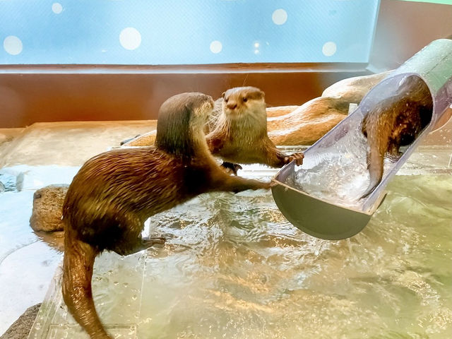 An aquarium in Hakone