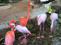 The field animal dream สวนสัตว์น่ารักใน จ.เพชรบุรี
