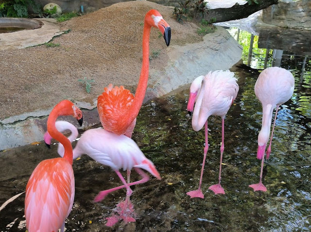 The field animal dream สวนสัตว์น่ารักใน จ.เพชรบุรี