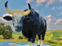 ส่องกระทิง…อิงธรรมชาติ @เขาแผงม้า 🐃
