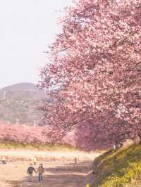 静岡　河津町の河津桜　『MAP付き　』