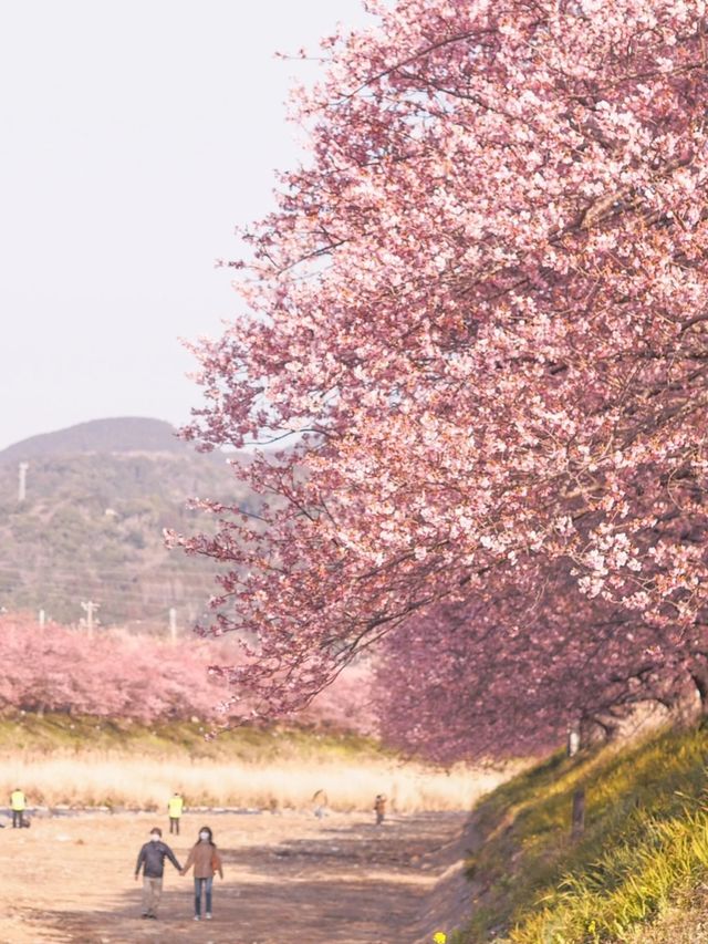 静岡　河津町の河津桜　『MAP付き　』