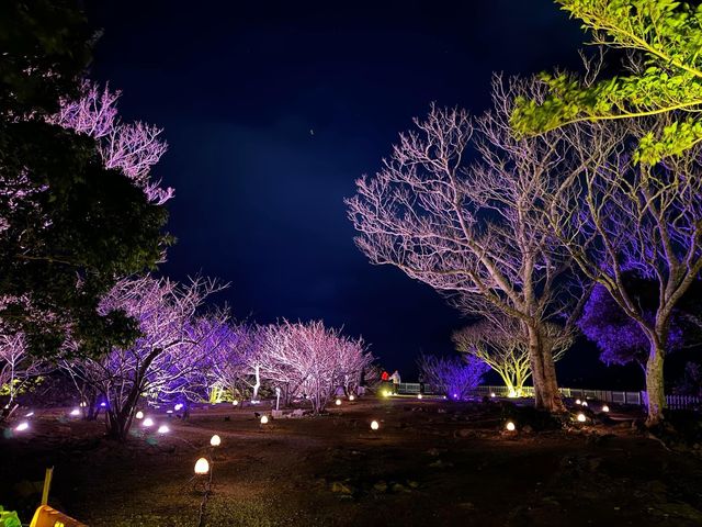「今歸仁城櫻花祭」：夜遊古城，感受沖繩魅力！