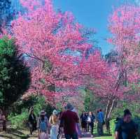 "ถนนสีชมพู" ณ ขุนวาง-ดอยอินทนนท์