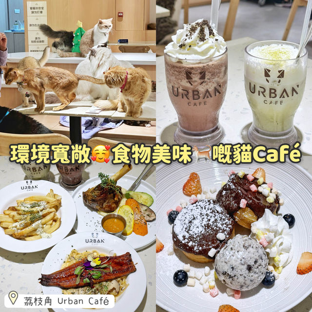 環境寬敞🥰食物美味🐈嘅貓Café
