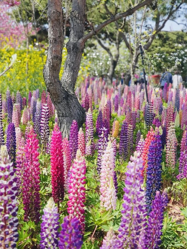 Korea Tulip Park