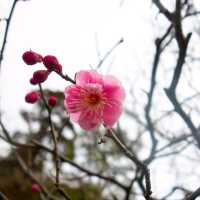 Flowering Cherry Blossoms @ Kamakura