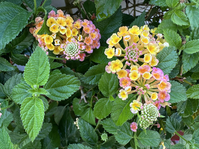 香港好去處．坐港鐵屯馬線去賞櫻(二)．馬鞍山恆明街  坐 #港鐵屯馬線 除了可以去天水圍公園賞櫻，還可以去 #馬鞍山 #恆明街休憩處 #賞櫻。  在 #恆安站 下車，經A出口步行約5分鐘便