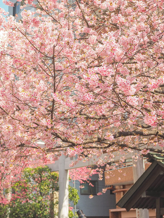 【蔵前神社】ミモザも一緒に楽しめる桜おすすめスポット