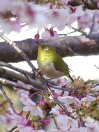 【新河岸川・宮下橋/埼玉県】川に流れ込むかのような美しい河津桜