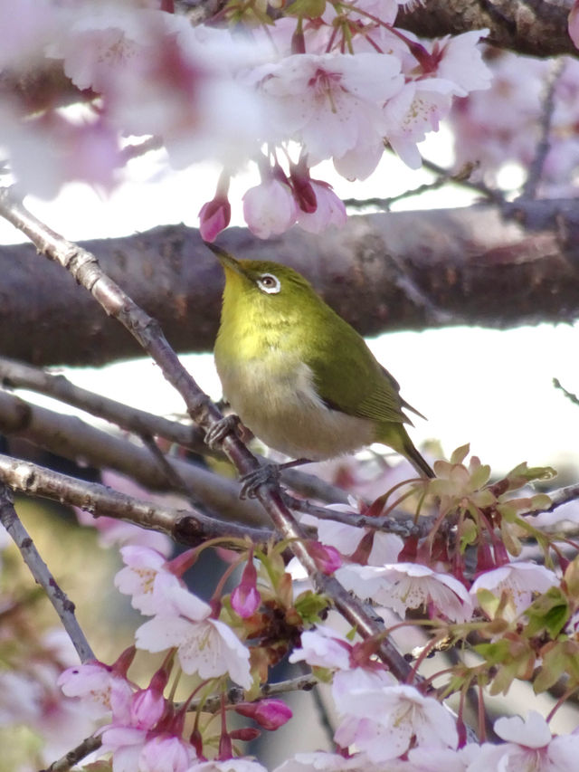 【新河岸川・宮下橋/埼玉県】川に流れ込むかのような美しい河津桜