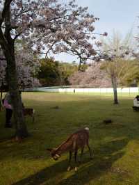 櫻花季的奈良 真係好靚！