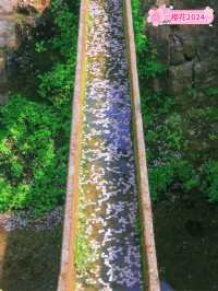 🌸哲學之道：京都山麓的春日漫步🌸
