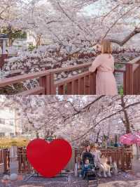 Yeojwacheon Stream จุดชมพ็อตกตเกาหลีกว่า 4 แสนต้น