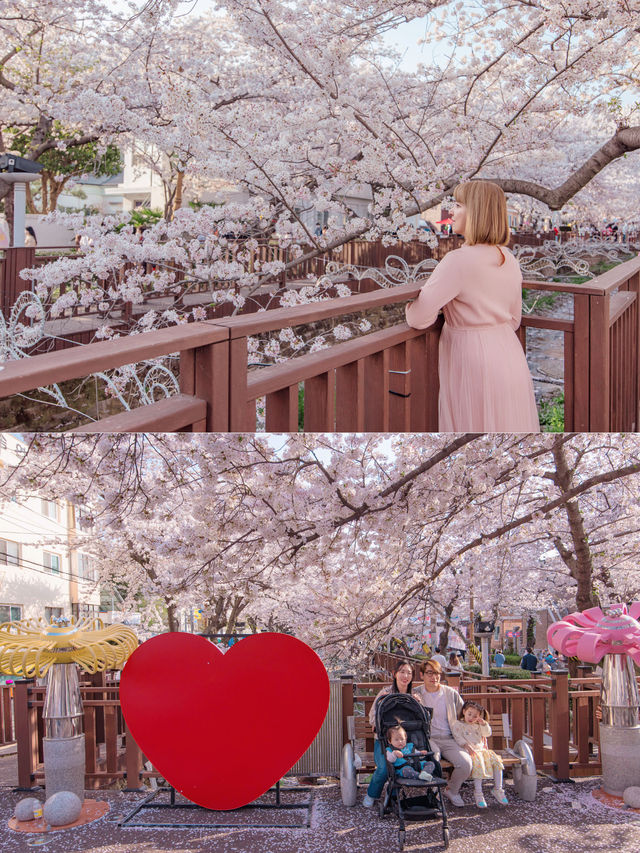 Yeojwacheon Stream จุดชมพ็อตกตเกาหลีกว่า 4 แสนต้น