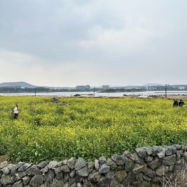 봄의 제주🏝️아름다운 성산 유채꽃밭