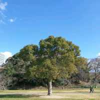 산책하기 좋은 곳, 오호리 공원🌳