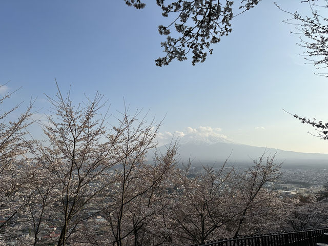 【💮新倉淺間神社💮】日本🇯🇵宣傳照的原模型：富士山🗻、櫻花🌸、五重塔🏯，一張盡收眼簾下。