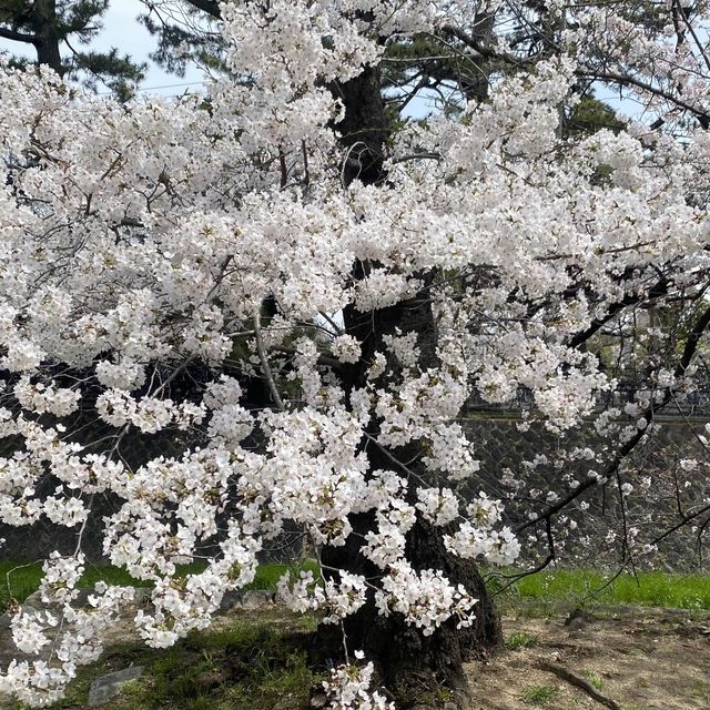 夙川公園