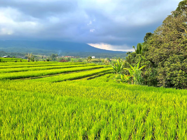 Jatiluwih Rice Terraces