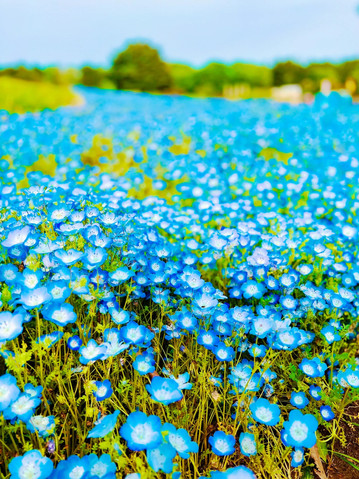 Ibaraki] A carpet of blue! Come see the spectacular Nemophila
