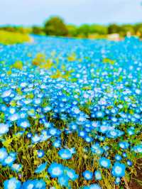 【茨城】まるでブルーの絨毯💙GWは絶景ネモフィラ畑を見に行こう🩵