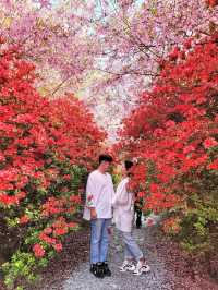 철쭉과 서부해당화의 환상콜라보🌸