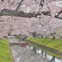 🎏Sakura Iwakura Festival🎏