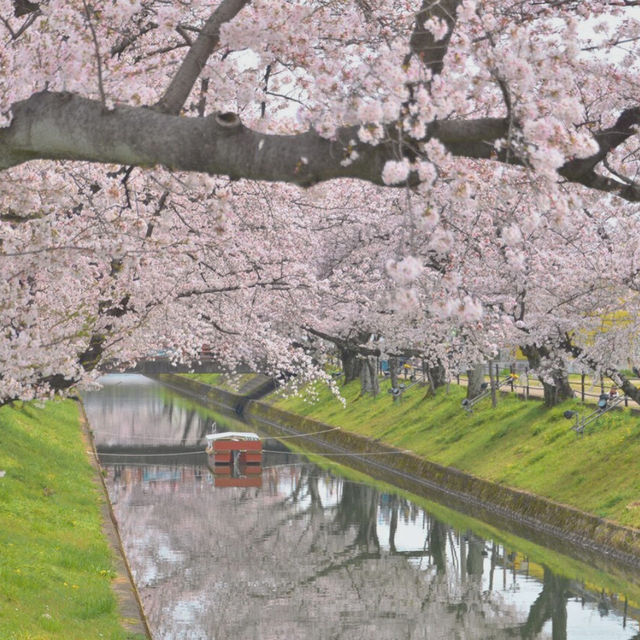 🎏Sakura Iwakura Festival🎏