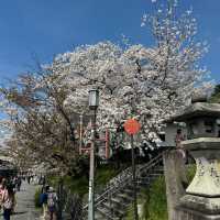 京都の綺麗な桜達🌸