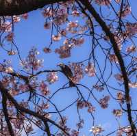 Harumeki-Sakura Cherry Blossoms