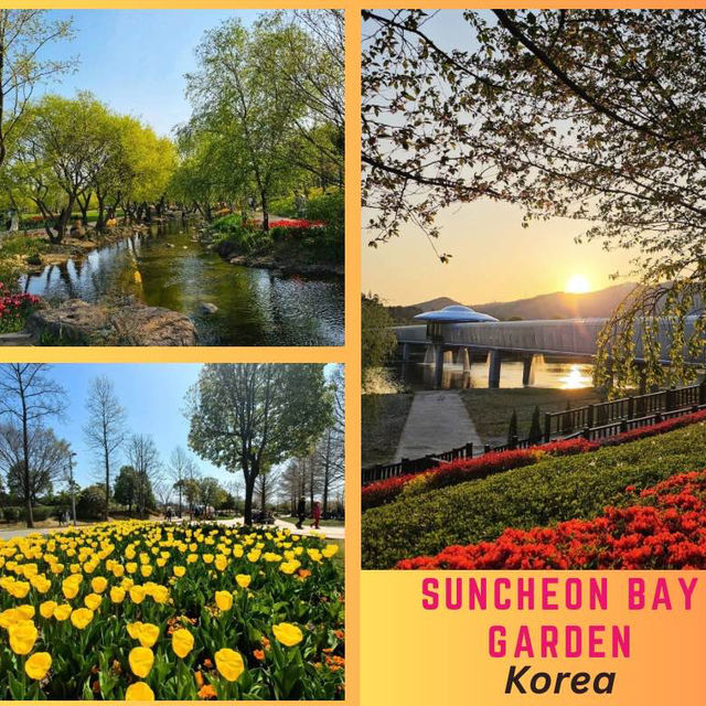 Spring blossom at Suncheon Bay Garden 🇰🇷