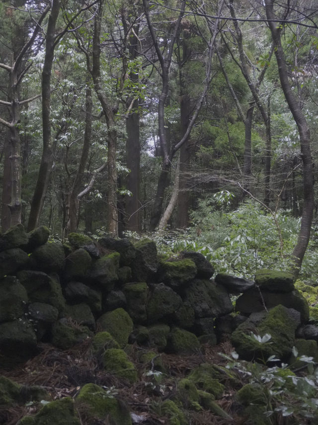 서귀포 치유의 숲 방문 후기 🌲🍃