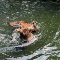 深圳野生動物園一日遊記🩷