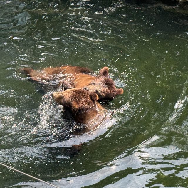 深圳野生動物園一日遊記🩷