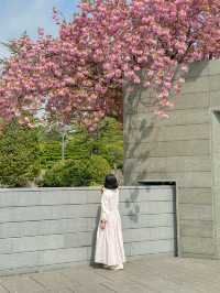실시간 가득 만개한 부산 유엔공원 겹벚꽃🌸💖