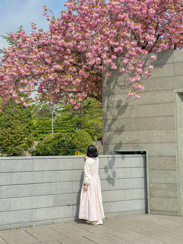 실시간 가득 만개한 부산 유엔공원 겹벚꽃🌸💖