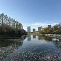 Chasing final Sakura at Osaka and Kyoto - Mid April 