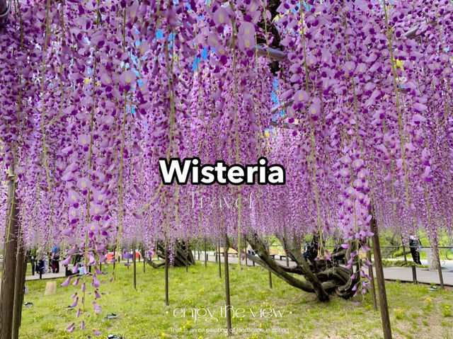 ชมดอกวิสทีเรีย (Wisteria) ใกล้นาโกย่า🪻