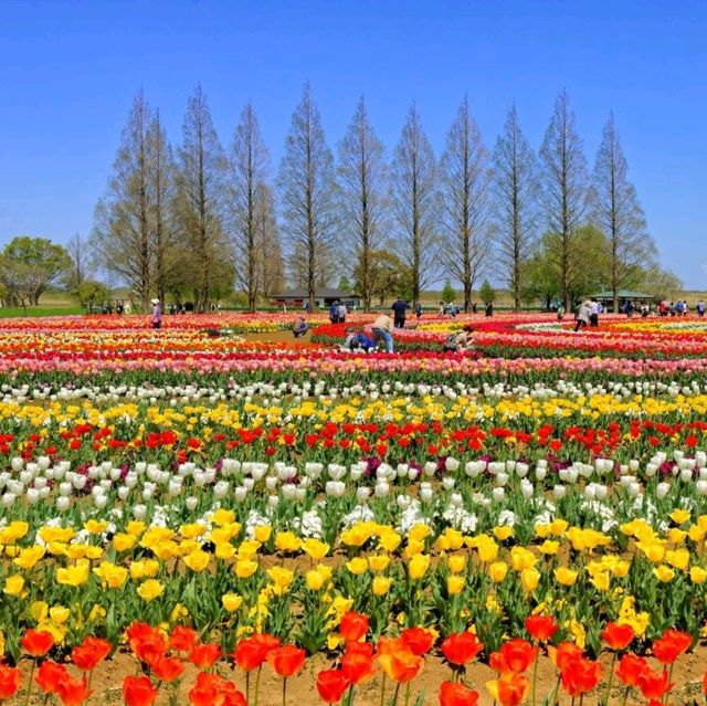 🏵 Cool! Akebonoyama Agriculture Park 🇯🇵