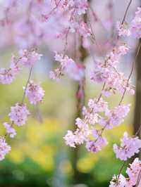 【栃木】樹齢200年の枝垂れ桜