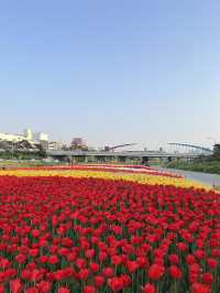 막 찍어도 인생샷 가능한 청주 무심천 튤립축제🌷