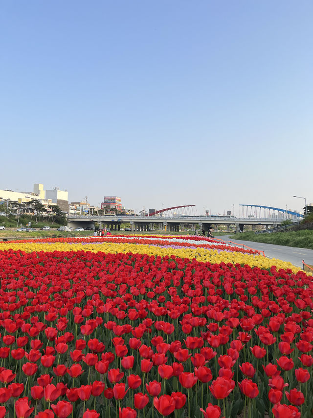 막 찍어도 인생샷 가능한 청주 무심천 튤립축제🌷